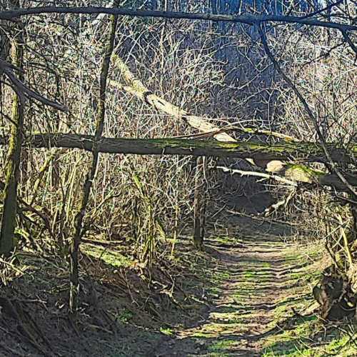 Il Comune di Ponte Nizza riqualifica un sentiero per il birdwatching in Oltrepò