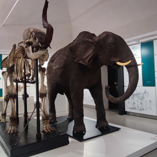 Esplorando la storia al Museo Kosmos di Pavia. I tour guidati in primavera