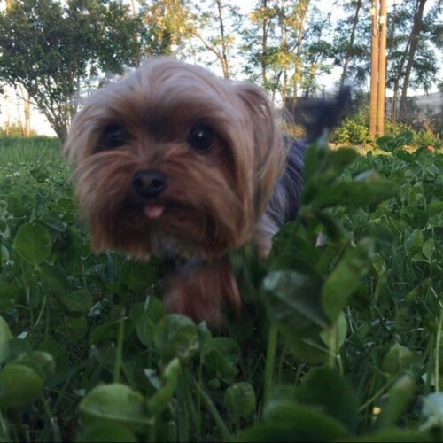 Appello per ritrovare il cane di Anna Maria