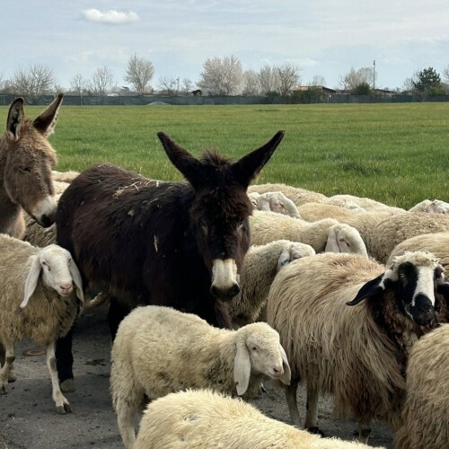 Pecore e asinelli a due passi dalla città: le foto