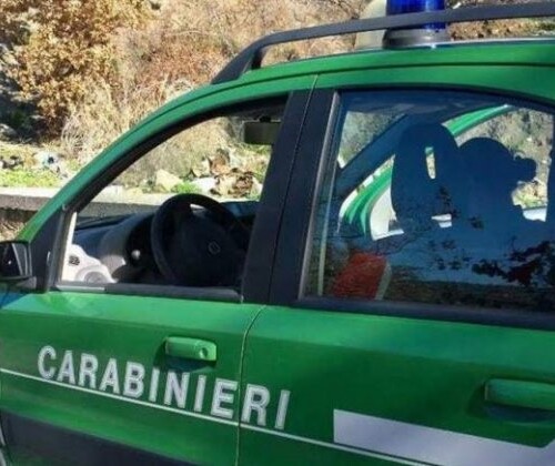 Detentore di cardellini protetti denunciato dai carabinieri a Mortara