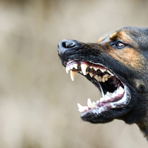 Aggredito da un cane a Frascaro: salvato dal coraggioso intervento di 3 migranti