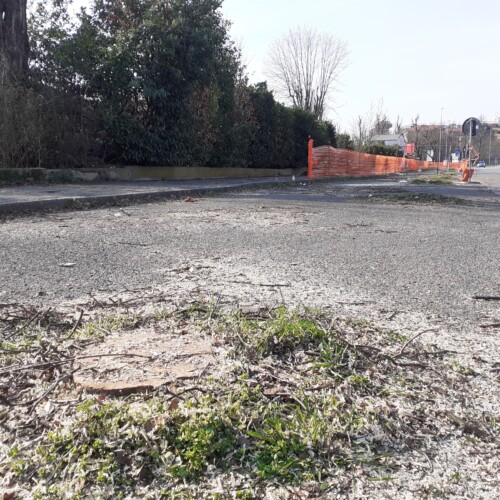 Ad Alessandria abbattute 72 piante secche o instabili, ne mancano 58: “Verifiche su quelle ai giardini”