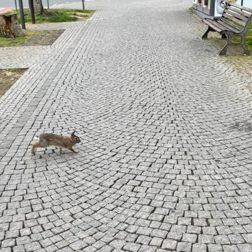 Una lepre e il suo cucciolo ai giardini pubblici di Alessandria