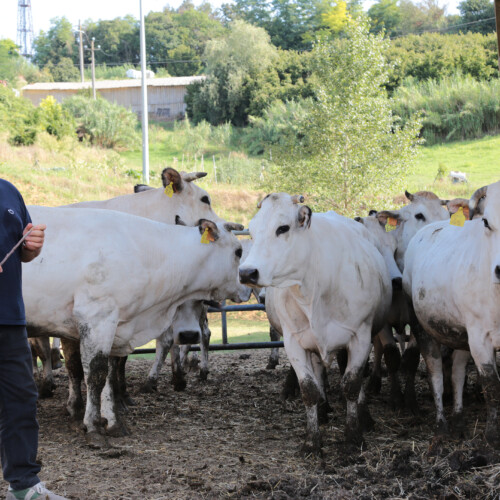 Carne sintetica, l’attacco della Confederazione Italiana Agricoltori: “Non bisognerebbe chiamarla ‘carne'”