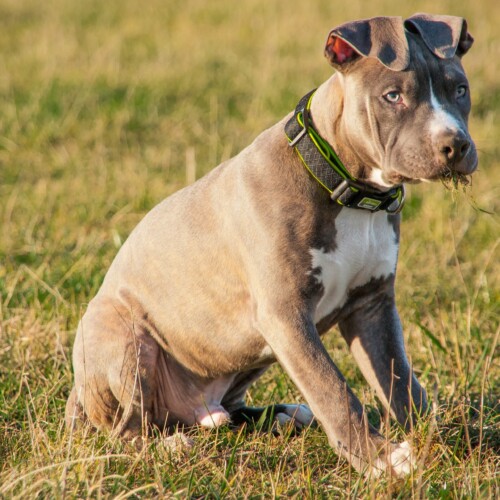 Microchip cani, Icardi: “In Lombardia e Liguria costano di più e in Piemonte sono gratis per gli indigenti”