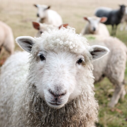 Agnello sulle tavole di Pasqua: lo scelgono 4 italiani su 10