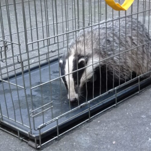 Trovato un tasso ad Alessandria: l’intervento dei volontari dell’Ambulanza Veterinaria