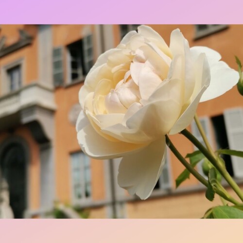 250 anni di storia e natura. La Festa del roseto a Pavia celebra l’Orto Botanico