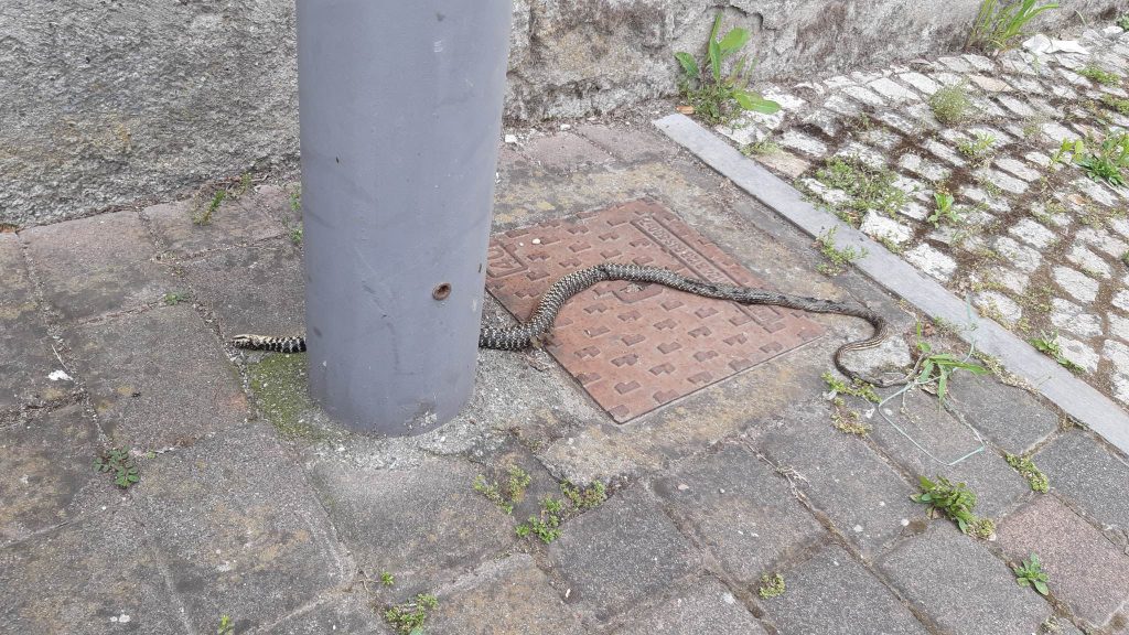 Biacco serpente Ovada