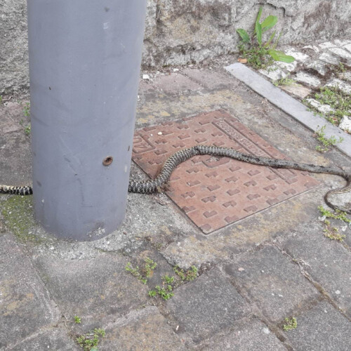 Un serpente morto a Ovada in via Buffa: è un biacco, rettile non velenoso