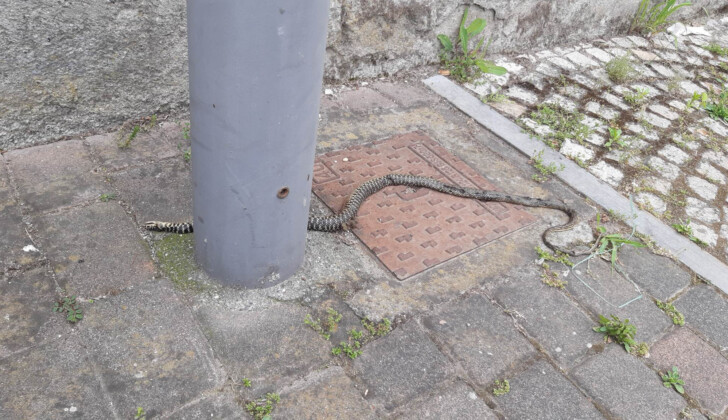 Un serpente morto a Ovada in via Buffa: è un biacco, rettile non velenoso