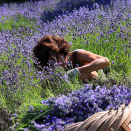 Ultimi giorni per ammirare i campi di lavanda in Oltrepò Pavese