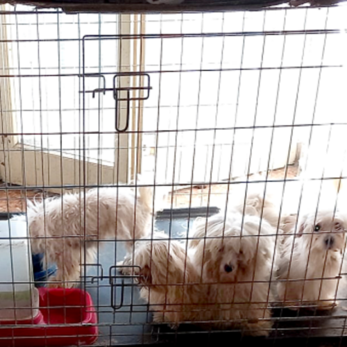 Undici cani sequestrati in condizioni di degrado a Vidigulfo: l’azione delle guardie zoofile dell’Oipa di Pavia
