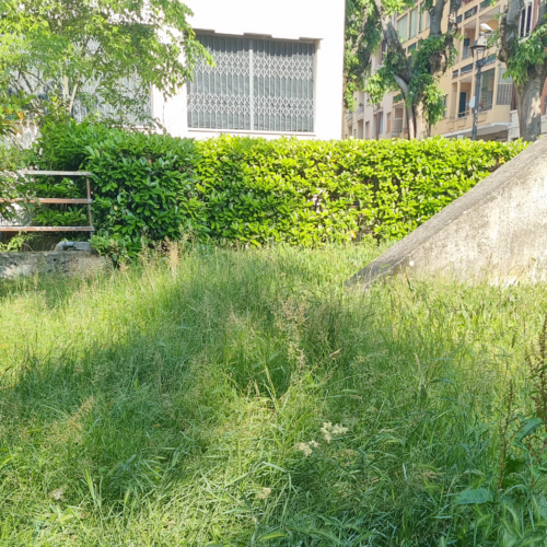 Dopo le polemiche sul verde selvaggio a Valenza spunta la determina per il taglio