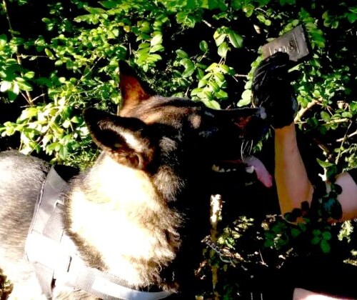 Ad “Animal’s Land” anche un premio speciale per il cane antidroga Fox