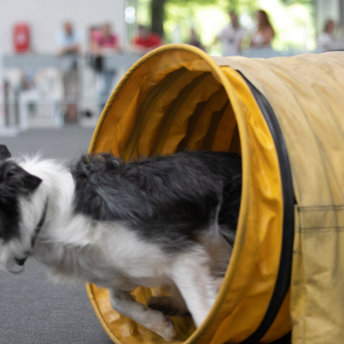 Torna a Pavia “PET in FIERA”: un evento dedicato agli amici a quattro zampe