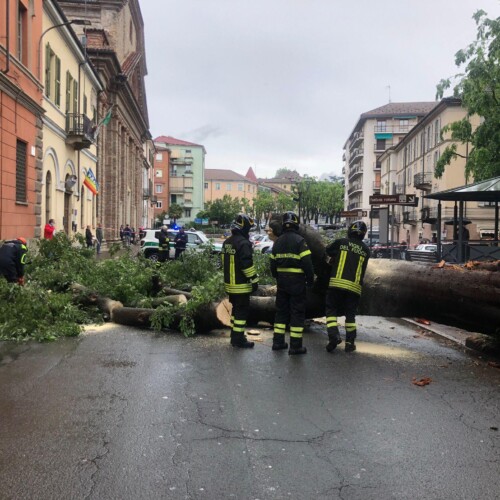 Cade un albero in corso Roma ad Acqui Terme: nessun ferito