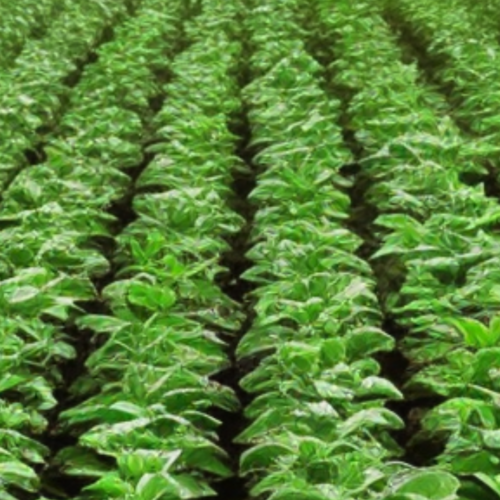 Tecniche di Evoluzione Assistita in campo agricolo: cosa sono e perché se ne parla