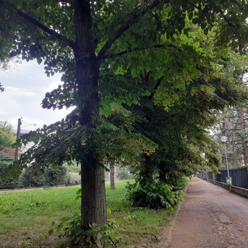 “Alberi non potati in alcune zone del quartiere Europa”: Ivaldi (Alessandria Civica) sollecita il sindaco