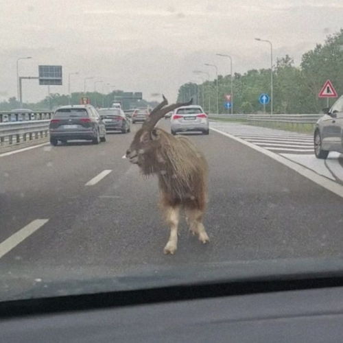 Capra in fuga sulla tangenziale tra Bereguardo e Pavia, traffico rallentato