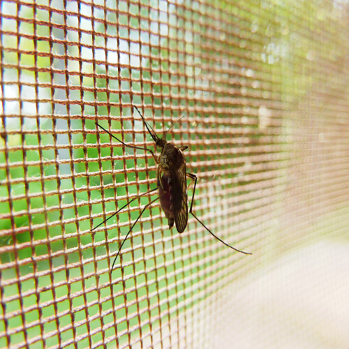Primo caso West Nile in provincia di Parma. Iss: “‘Possibile aumento circolazione nelle prossime settimane”