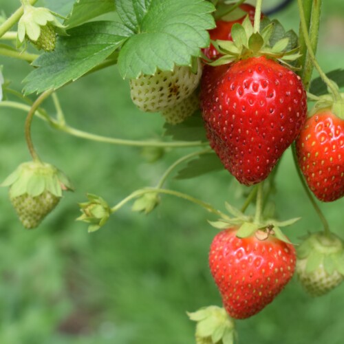 Dal 1° al 4 e dal 9 all’11 giugno la Sagra delle Fragole a Predosa