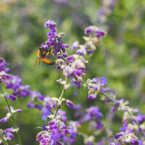 Festival Biodiversità a Milano: oltre 100 eventi per un dialogo sostenibile con la natura