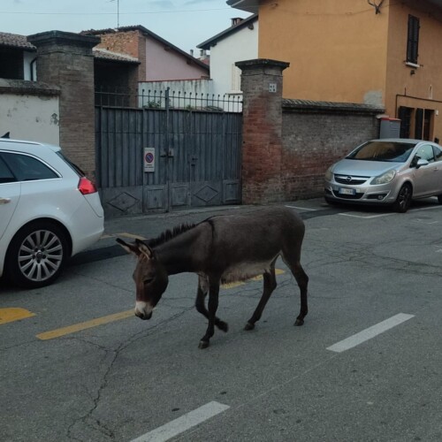 Insolito incontro a Codevilla: un asino passeggia in Via Umberto I