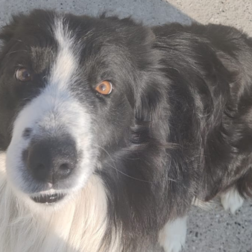 Ritrovato Billy, il Border Collie smarrito nella notte a Voghera