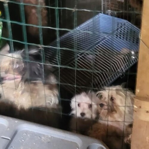 Vivevano in uno scantinato “sporco e fatiscente”. Venti cani sequestrati a Murisengo ora cercano una nuova casa