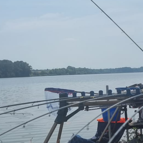 La peste suina danneggia anche i pescatori sportivi del Tanaro.  Fipsas: “Siamo sempre meno, poche zone dove praticarla liberamente”