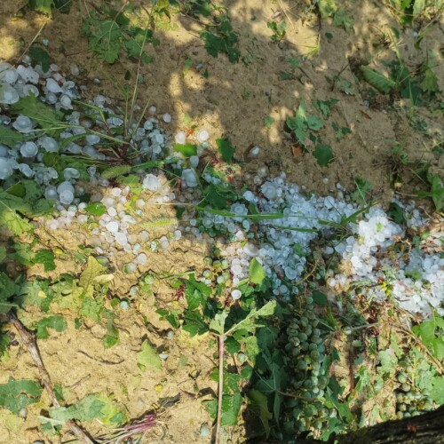 Grandine devasta vigneti. Coldiretti: “In pochi minuti spazzato via il lavoro di mesi”