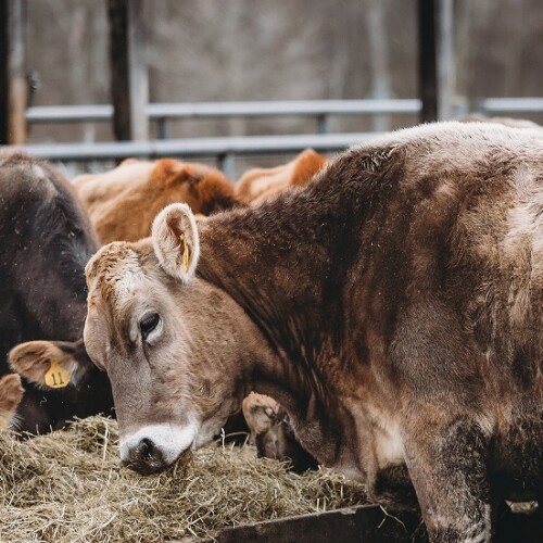 Animali in sofferenza per il caldo. La produzione del latte cala del 10%