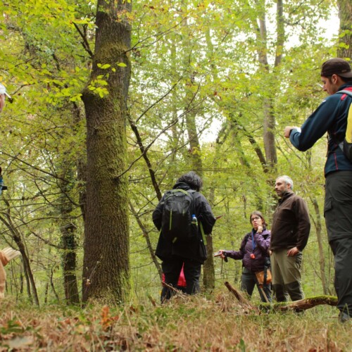 Progetto ResQ: scoprire i segreti della quercia per una gestione ottimale delle foreste di pianura