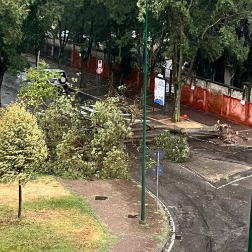 Maltempo in provincia: disagi a Casale Monferrato tra alberi caduti e black out