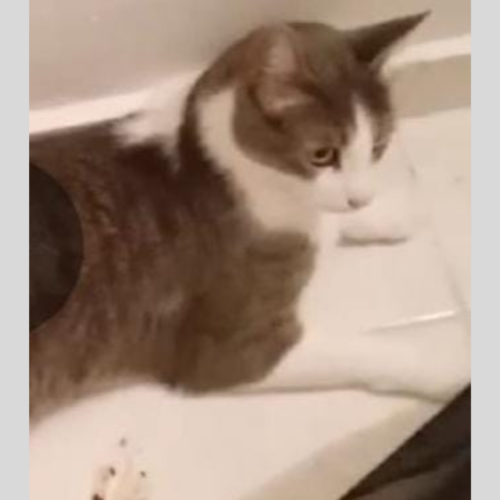 “Jerry dove sei?”: gatto smarrito a Bressana Bottarone