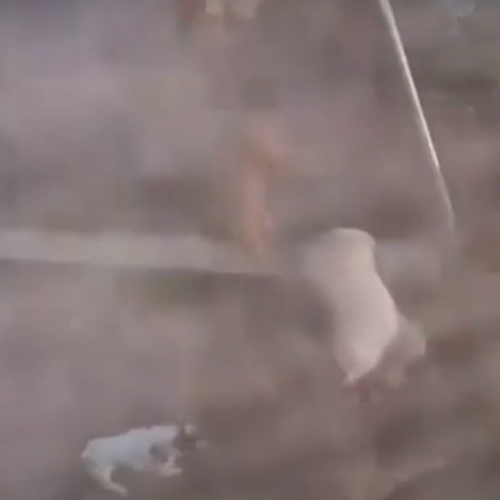 “Cane vittima di violenze in un canile rifugio pavese”: la denuncia dell’Associazione Animalisti