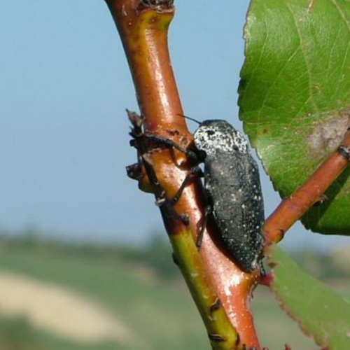 Clima fuori controllo e parassiti: i frutteti in provincia di Alessandria ridotti allo stremo
