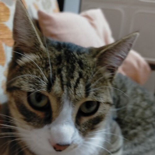 L’appello di Tiziana per ritrovare il gatto Caramello