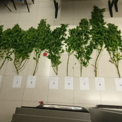 Polizia locale di Valenza scopre una serra con 20 piante di marijuana: denunciato 60enne