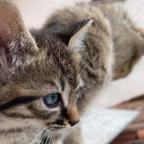 L’alfabeto animale: 3 incontri per scoprire di più su gatti, cavalli e cani