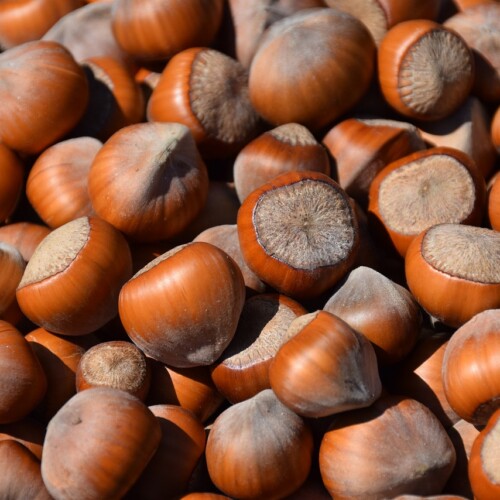 Nocciole, in provincia una buona annata: “La grandine ha provocato pochi danni”