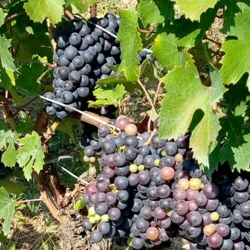 Al via la vendemmia e la raccolta di nocciole, Cia: “Poca quantità e danni da maltempo”