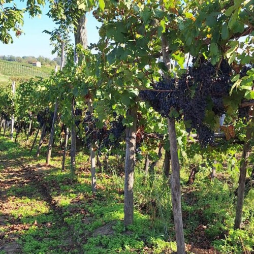 “Vigna Campagnola” e Terre d’Oltrepò: un passo avanti verso la tradizione e l’innovazione