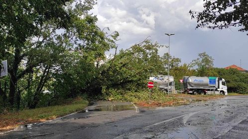 Cade albero lungo viale a Pontecurone. Vigili del fuoco liberano tratto di strada