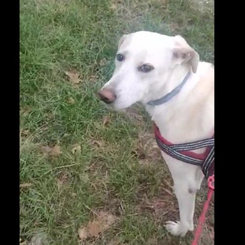 Ad Alessandria si è persa una cagnolina: l’appello del padrone di Dea