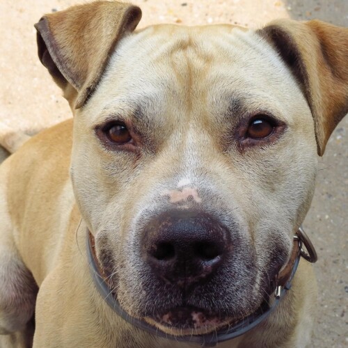 Sabato una nuova area cani ad Alessandria di fronte al canile: sarà dedicata ad Iron