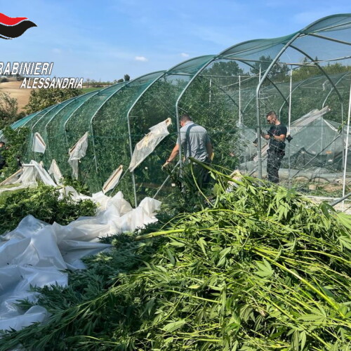 Carabinieri scoprono vivaio con 400 piante di cannabis: avrebbe prodotto marijuana per 1 milione di euro