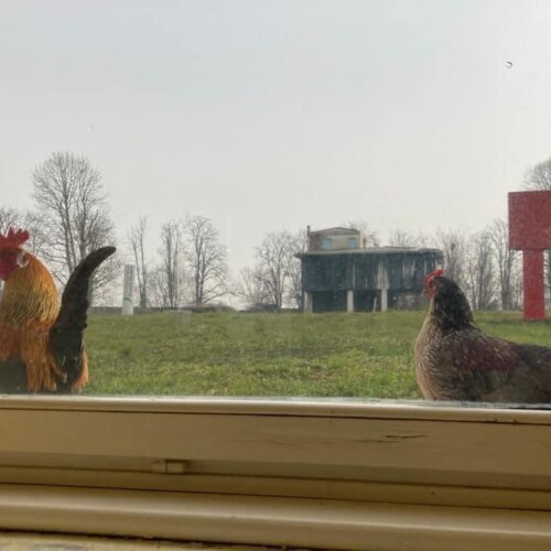 Personale e pazienti del Borsalino amareggiati per la morte del gallo mascotte: ucciso da cani lasciati liberi